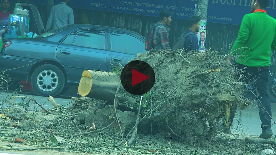 সিটি কর্পোরেশনের অব্যবস্থাপনায় বৃক্ষশূণ্য ধানমণ্ডির সড়ক